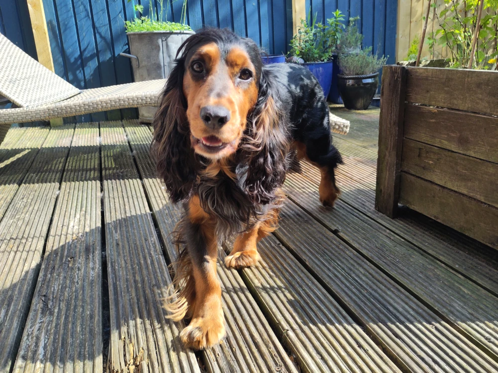 Image of a black and brown Cocker Spaniel dog. His name is Alfie